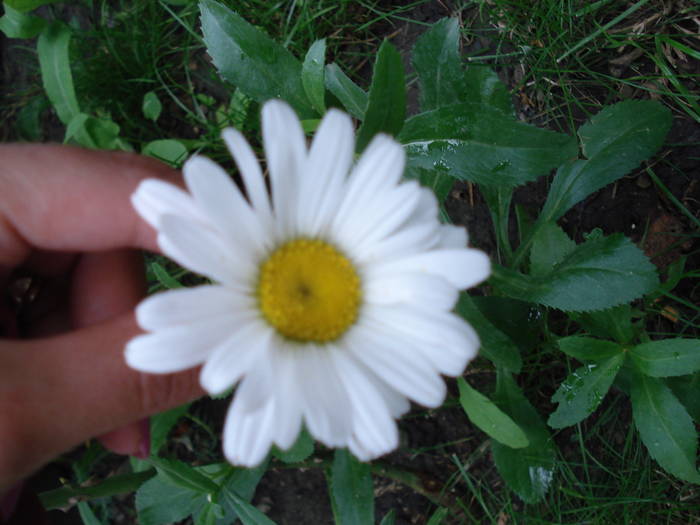 PRIMA MARGARETA