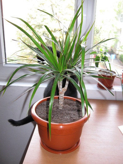 IMG_3461 - Dracena