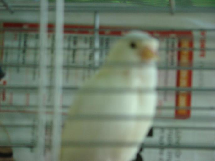 DSC00661 - 18-05-2008