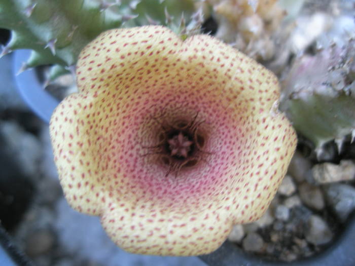 Tavaresia grandifloara - floare - Asclepidiacee 2009