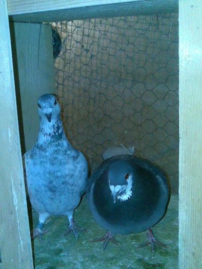 F 2008 & M2008 VANDUTI