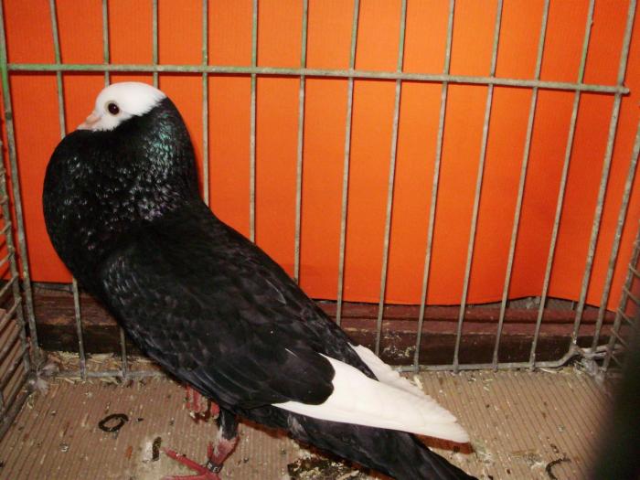 08428 schlessische kr 0 - 1505 partea 5