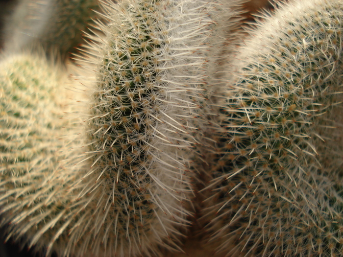 Mammillaria geminispina cristata