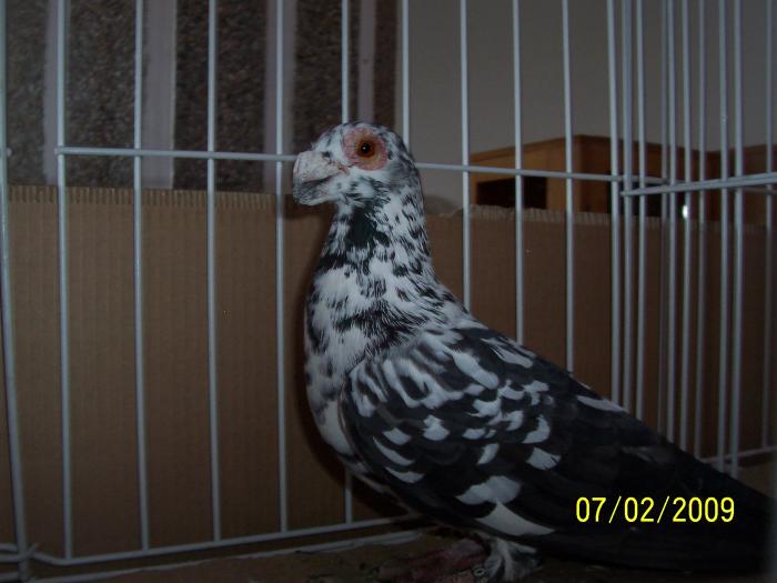 Expo Oradea 2009 107