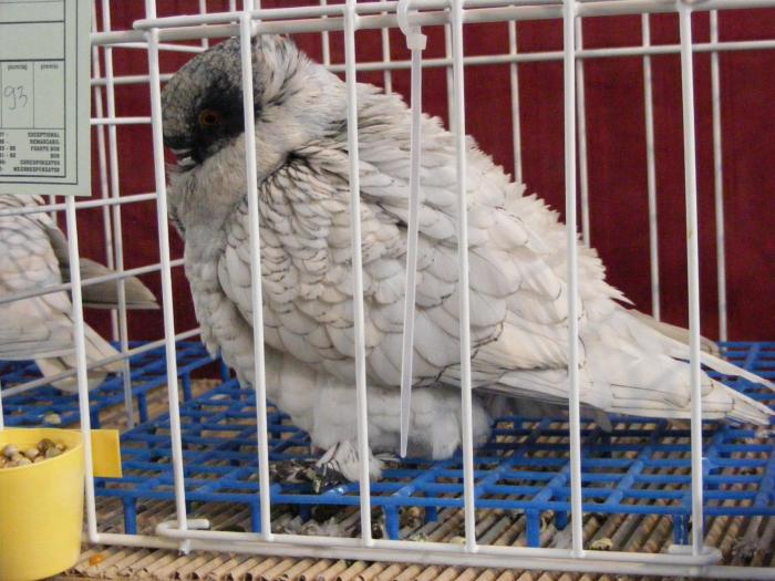 DSCF5669 - expozitia nationala de ornament decembrie  2008