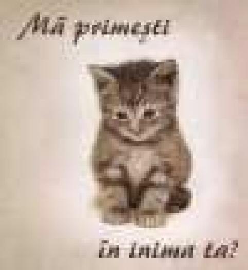 pisulet - Pisicile imagini amuzante