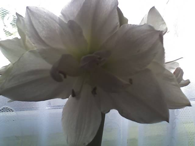 15-03-09_1457; Hipeastrum White Nimph
