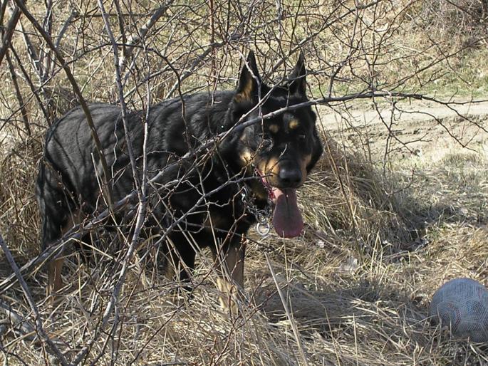 P3040085 - Nero-Rasa Beauceron