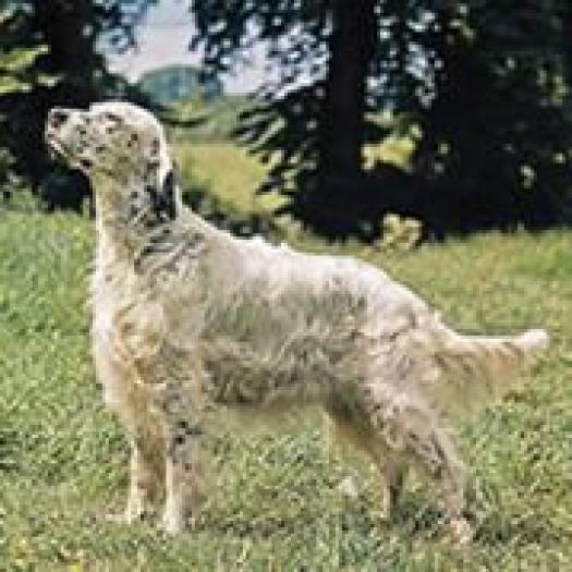 QSHAKJTEDFBBQGHDHZC - rase de caini