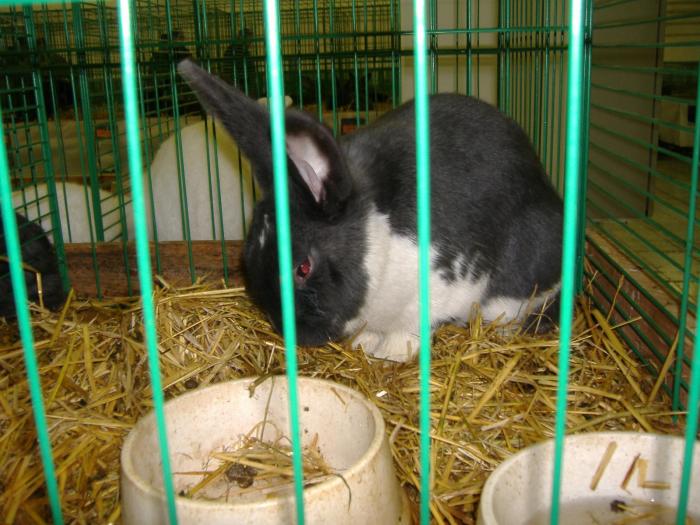 Nitra 06.12.2008 053