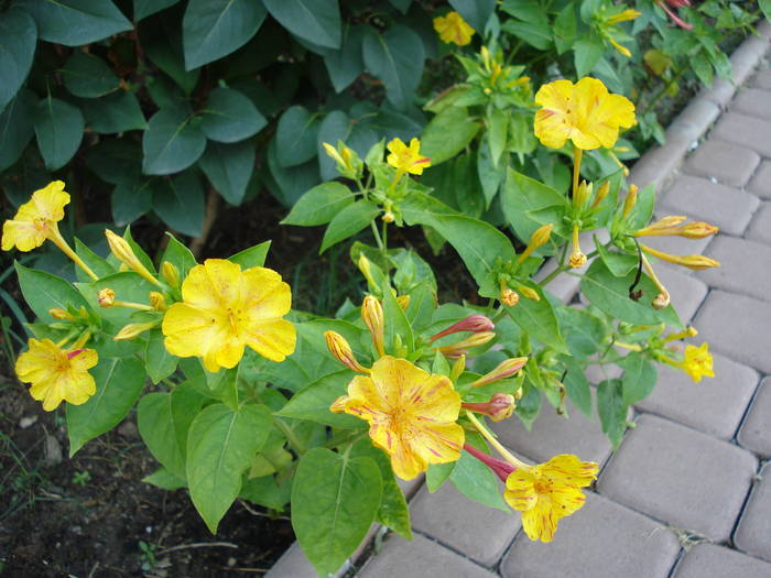 Mirabilis jalapa (2009, August 10) - 08 Garden in August