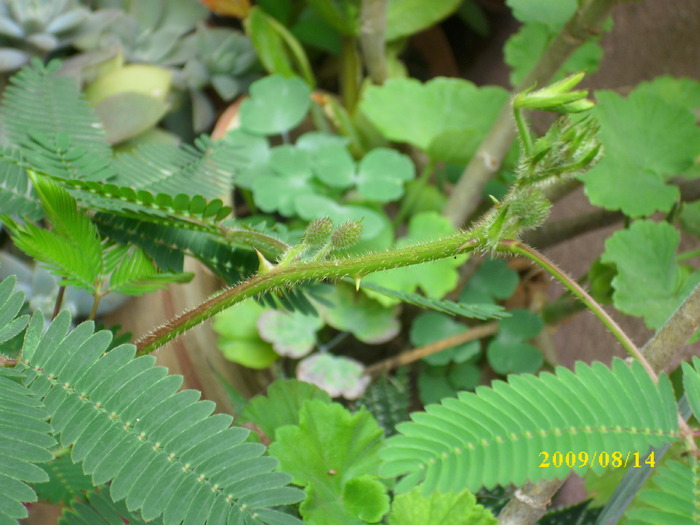 DSCI1158 - mimosa pudica