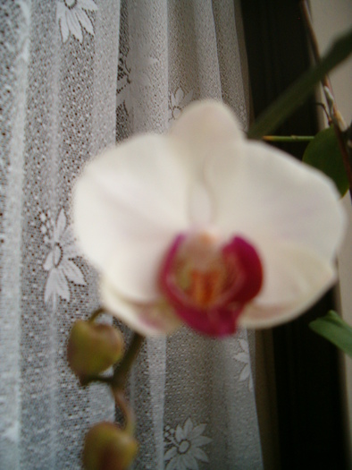 phalenopsis 19 ian. 2010