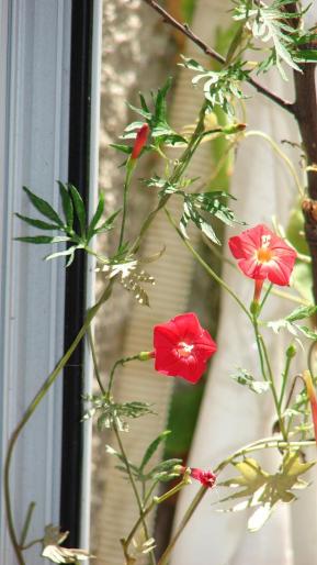 cardinal climber; scoasa afara din balcon
