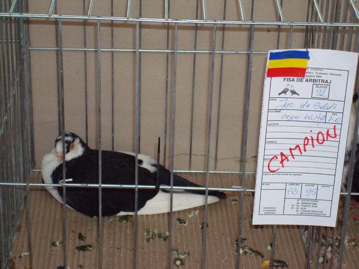 DSC04910 - Campioni de toate rasele la Expo Fauna Banatului 2009 Timisoara
