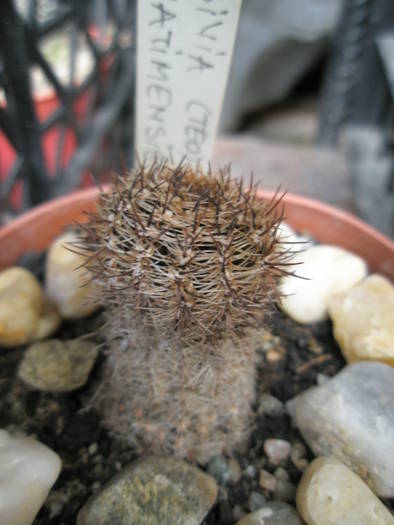 Lobivia famatimensis uscata - cactusi la iernat 2008-2009