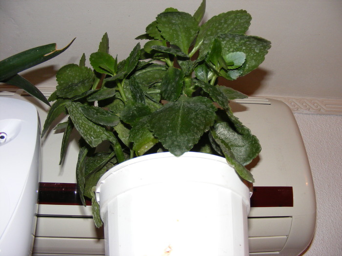 KALANCHOE