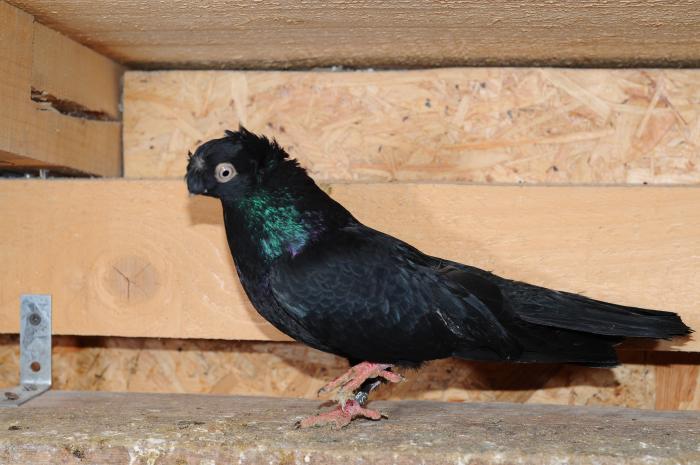 DSC_9948 - jucatori dublumotati calarasi 2008