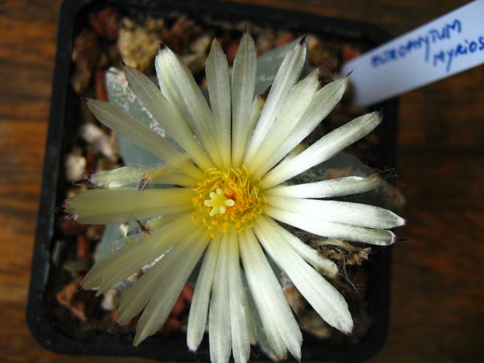 Astro.myriostigma hb.-floare - Astrophytum