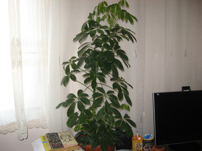 schefflera - florile mele 2009