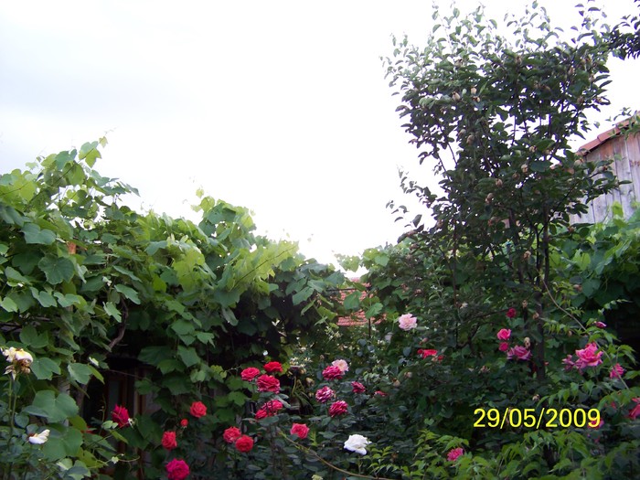 100_2847 - Primavara in curte 2  Timisoara