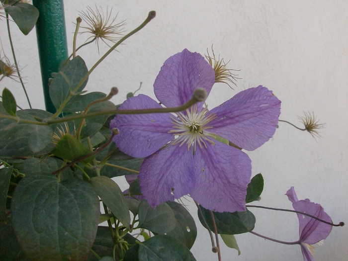 Clematita - Septembrie 2010