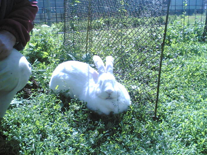 28052006(036) - fostii mei iepuri