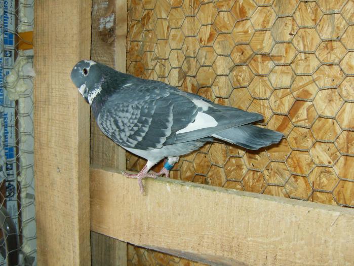 HPIM2209 - porumbei 2009