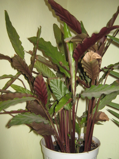 Calathea rufibarba - Plante de interior