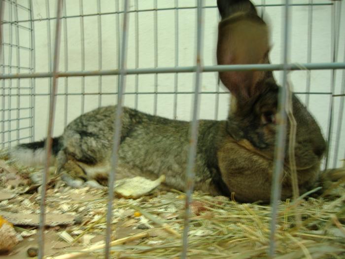 DISZNOVAGAS KEPEK 120