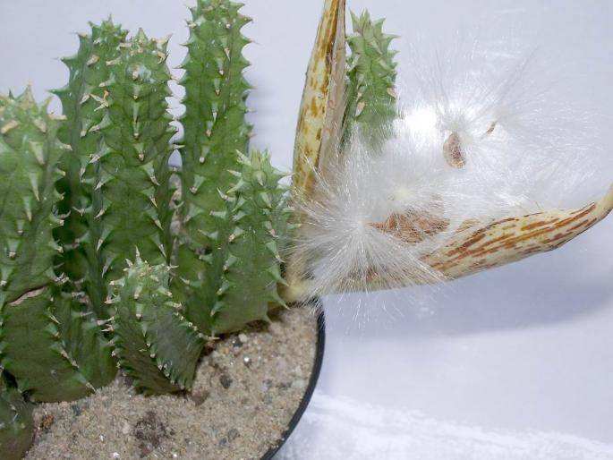 Huernia keniensis fruct si seminte - Fructe de cactusi si suculente