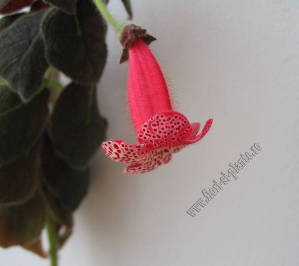 Kohleria Prince Albert 8