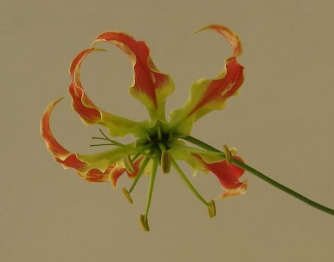 gloriosa - flori 2007