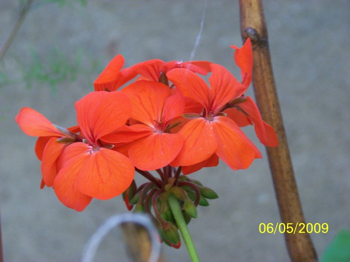 100_1534 - Primavara in curte  Timisoara