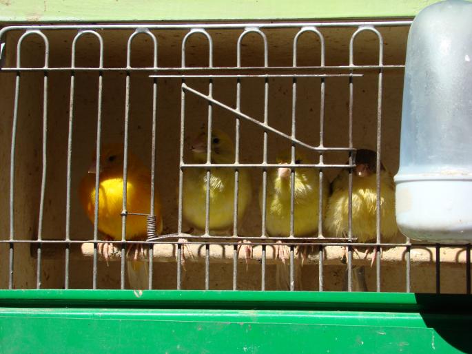 DSC00445