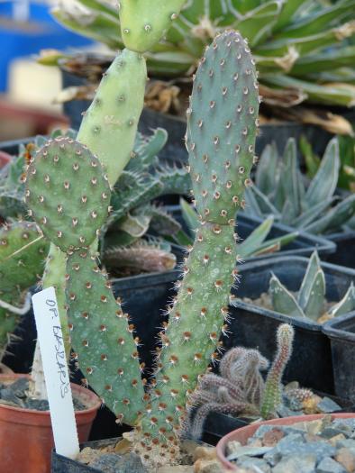 Opuntia basilaris - Cactusi la Constanta