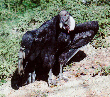 vultur_gryphus[1] - pasari