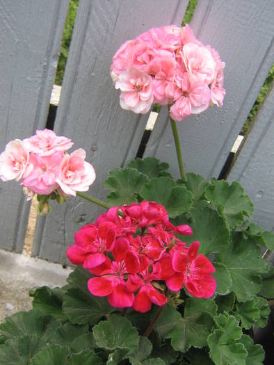 29mai 013 - muscate 2009