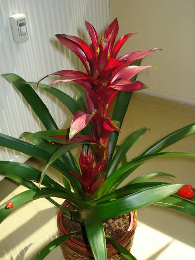 GUZMANIA