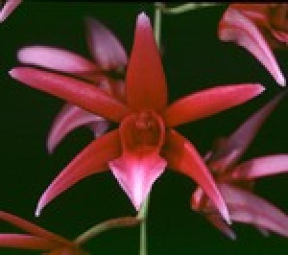orhidee- - flori