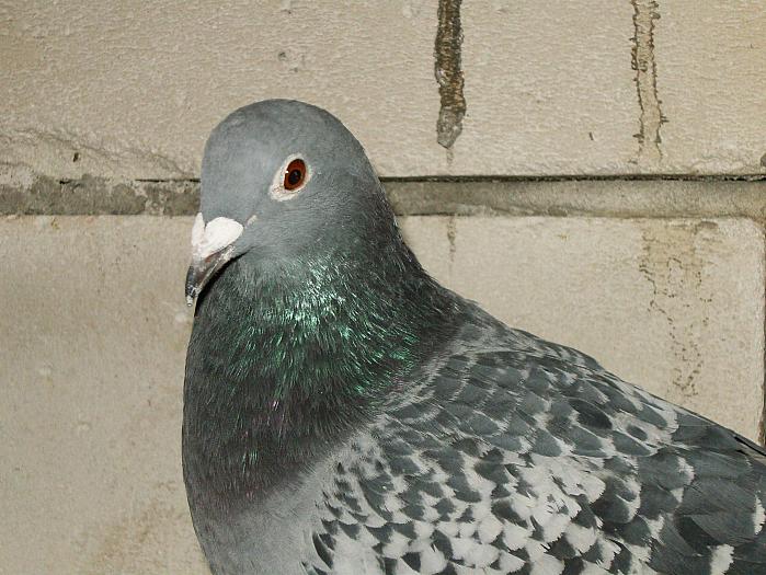 HPIM2183 - porumbei 2009