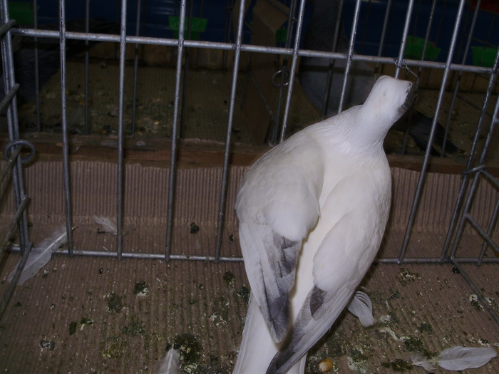 10796a sb 1 - 1507 partea 6a