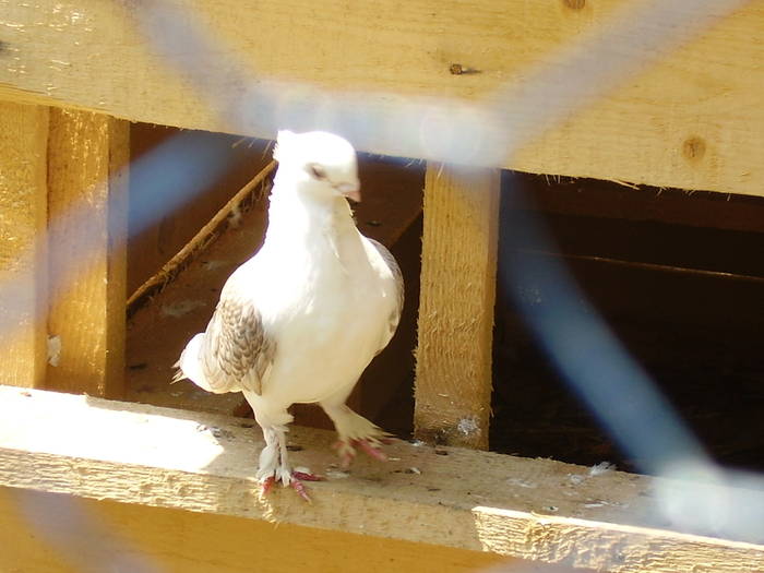 31 - C Porumbei Blueti si Satineti Vechi