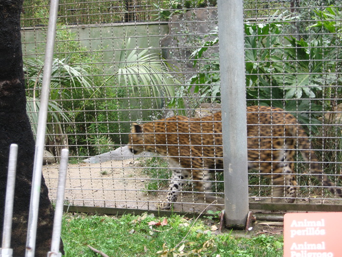 IMG_0449 - Gradina Zoologica din Barcelona