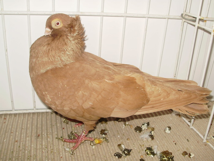 ardeal m 11 - 1509 rom juc 1