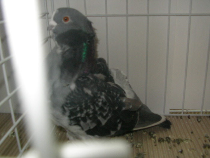 SANY0188 - poze expo 2009