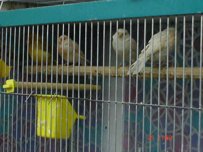DSC03446 - PASARI CARE NU LE MAI AM - CANARI