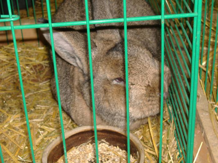 Nitra 06.12.2008 088