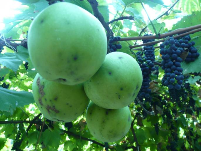 P1010049 - Gradina flori