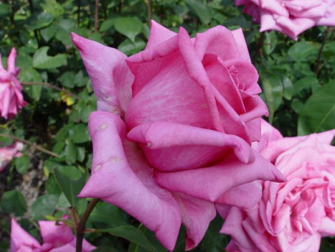 moondrops - Flori - Flori